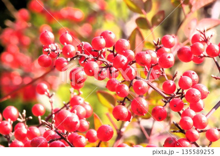 南天:ナンテンの赤い実:紅葉:天の川ワンド公園 南天:ナンテンの赤い実:紅葉:天の川ワンド公園 135589255