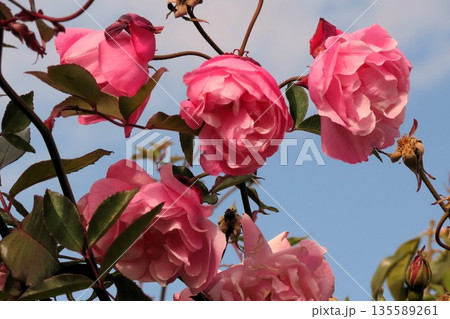 バラの花：ピンク：大倫：花壇:天の川河川敷公園 135589261