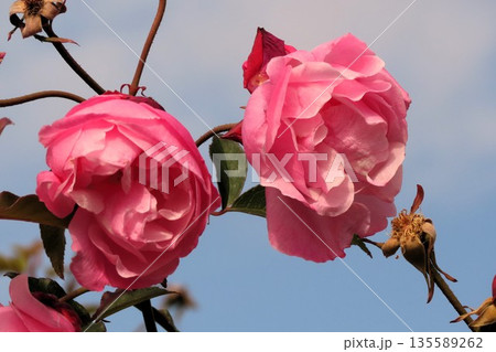 バラの花：ピンク：大倫：花壇:天の川河川敷公園 135589262