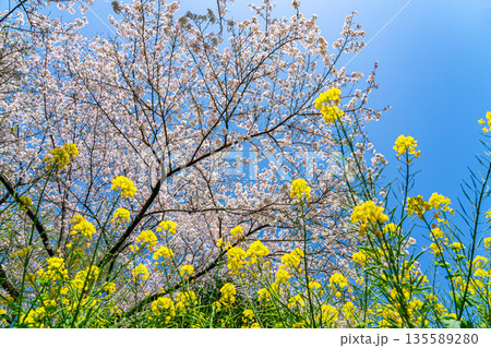 【神奈川県】二宮町にある吾妻山公園に咲く桜と菜の花 135589280