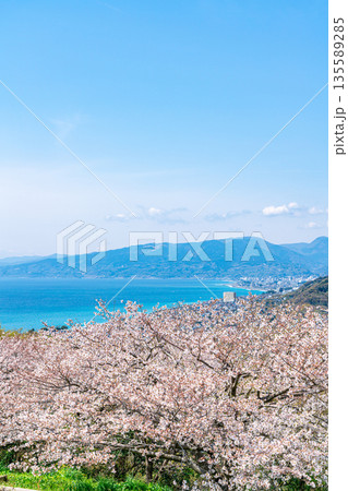 【神奈川県】二宮町にある吾妻山公園から見える相模湾と満開の桜 135589285