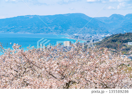 【神奈川県】二宮町にある吾妻山公園から見える相模湾と満開の桜 135589286