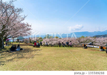 【神奈川県】二宮町にある吾妻山公園に咲く満開の桜 【神奈川県】二宮町にある吾妻山公園に咲く満開の桜 135589288