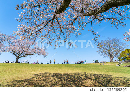 【神奈川県】二宮町にある吾妻山公園に咲く満開の桜 【神奈川県】二宮町にある吾妻山公園に咲く満開の桜 135589295