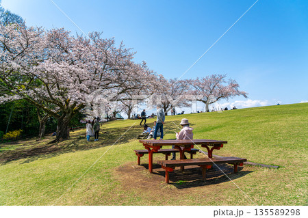 【神奈川県】二宮町にある吾妻山公園に咲く満開の桜 135589298