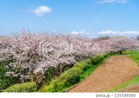 【神奈川県】二宮町にある吾妻山公園に咲く満開の桜 【神奈川県】二宮町にある吾妻山公園に咲く満開の桜 135589300