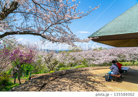 【神奈川県】二宮町にある吾妻山公園に咲く満開の桜 135589302