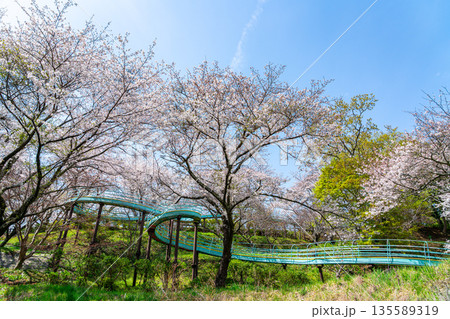 【神奈川県】二宮町にある吾妻山公園に咲く満開の桜 【神奈川県】二宮町にある吾妻山公園に咲く満開の桜 135589319