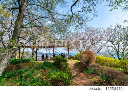 【神奈川県】二宮町にある吾妻山公園に咲いた桜 135589324