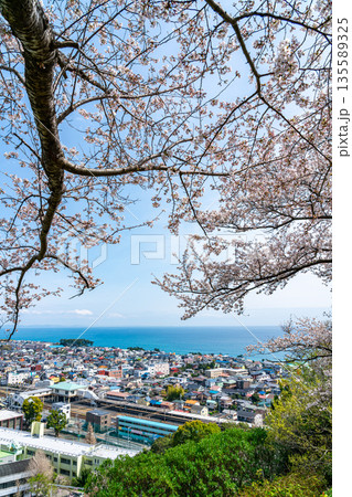 【神奈川県】吾妻山公園から見える二宮町の街並みと満開の桜 135589325