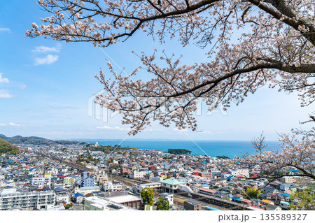 【神奈川県】吾妻山公園から見える二宮町の街並みと満開の桜 135589327