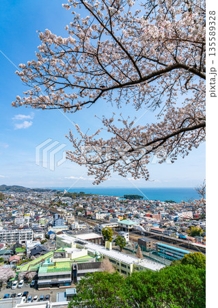 【神奈川県】吾妻山公園から見える二宮町の街並みと満開の桜 【神奈川県】吾妻山公園から見える二宮町の街並みと満開の桜 135589328
