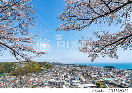 【神奈川県】吾妻山公園から見える二宮町の街並みと満開の桜 【神奈川県】吾妻山公園から見える二宮町の街並みと満開の桜 135589329