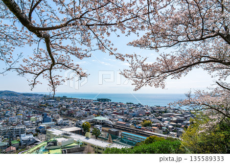 【神奈川県】吾妻山公園から見える二宮町の街並みと満開の桜 【神奈川県】吾妻山公園から見える二宮町の街並みと満開の桜 135589333
