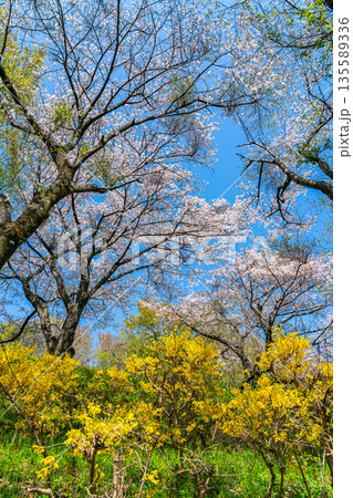 【神奈川県】二宮町にある吾妻山公園に咲く桜 135589336