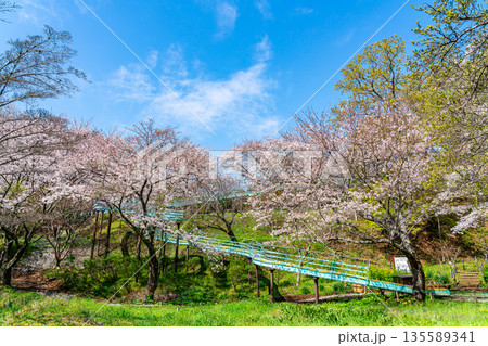 【神奈川県】二宮町にある吾妻山公園に咲く満開の桜 135589341