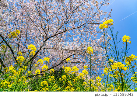 【神奈川県】二宮町にある吾妻山公園に咲く桜と菜の花 135589342