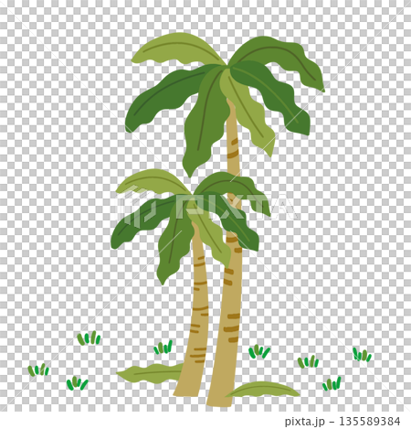 JEJU26. It is an illustration of two palm trees, both large and small, on a white background. JEJU26. It is an illustration of two palm trees, both large and small, on a white background. 135589384