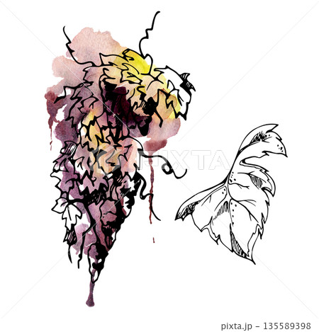 Hand drawn bunch of grapes with leaves and grapevine tendrils. Botanical illustration in ink and watercolor bleed isolated for wine region travel tours, restaurant menus, countryside lifestyle design. 135589398