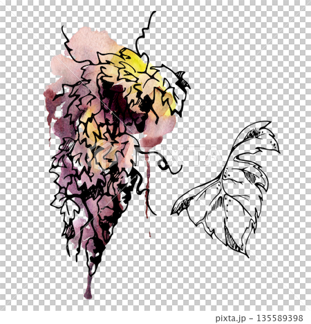 Hand drawn bunch of grapes with leaves and grapevine tendrils. Botanical illustration in ink and watercolor bleed isolated for wine region travel tours, restaurant menus, countryside lifestyle design. 135589398