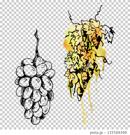 Rounded grape bunch hand drawn in pen and ink with grapevine leaves and tendrils. Isolated illustration for wine labels, menus, food branding, packaging, Mediterranean decor and botanical prints. Rounded grape bunch hand drawn in pen and ink with grapevine leaves and tendrils. Isolated illustration for wine labels, menus, food branding, packaging, Mediterranean decor and botanical prints. 135589399