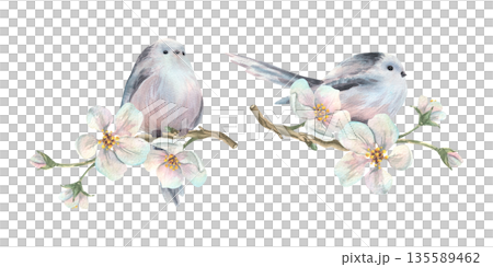 Two watercolor birds on the graceful branches of a blossoming apple tree, strewn with flowers. Hand-drawn for a spring greeting card, Mother's Day, Easter, International Women's Day, or wedding. Two watercolor birds on the graceful branches of a blossoming apple tree, strewn with flowers. Hand-drawn for a spring greeting card, Mother's Day, Easter, International Women's Day, or wedding. 135589462