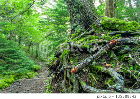 富士山吉田口登山道の傍らで苔むした地表に力強く根を張る巨樹の根と周囲に広がる原生林 135589542
