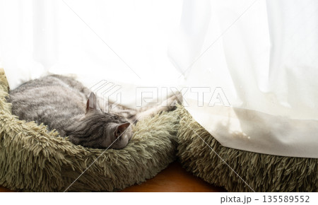 窓辺で眠る猫 サバトラ猫 窓辺で眠る猫 サバトラ猫 135589552