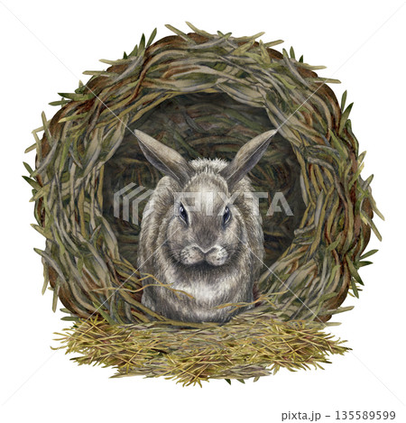 Fluffy gray rabbit in a dark hole on a pile of hay and straw, front view. Watercolor illustration of the animal in a realistic style is perfect for Easter cards, banners, postcards, and wallpaper. Fluffy gray rabbit in a dark hole on a pile of hay and straw, front view. Watercolor illustration of the animal in a realistic style is perfect for Easter cards, banners, postcards, and wallpaper. 135589599