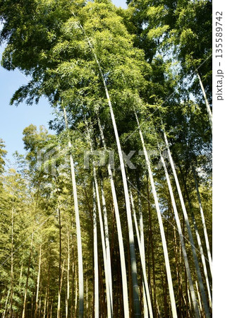 竹林のある風景 竹林のある風景 135589742