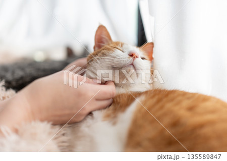 猫を撫でる　茶トラ白 135589847