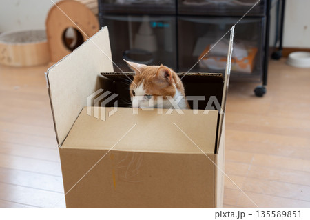 ダンボール箱に入った猫　茶トラ白 135589851
