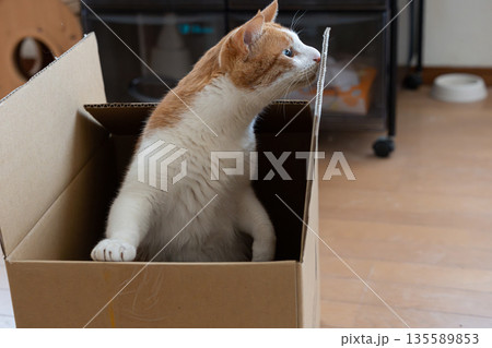 ダンボール箱に入った猫　茶トラ白 135589853
