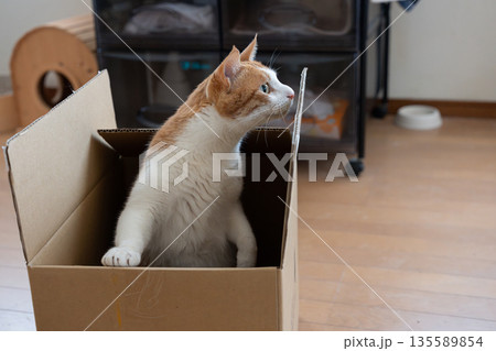 ダンボール箱に入った猫　茶トラ白 135589854