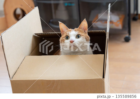 ダンボール箱に入った猫　茶トラ白 135589856