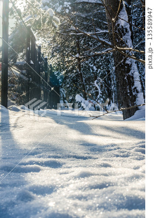 Magical winter morning with sparkling snow and sun flare in a forest. Magical winter morning with sparkling snow and sun flare in a forest. 135589947