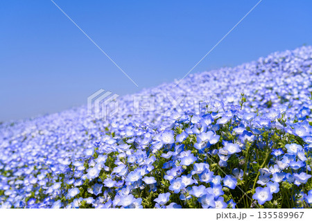 茨城県ひたちなか市　ひたち海浜公園のネモフィラ 135589967