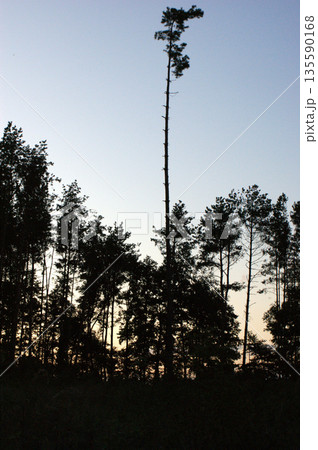 high trees forest green in the park high trees forest green in the park 135590168