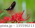 アゲハ蝶と彼岸花 135590213