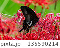 アゲハ蝶と彼岸花 135590214