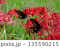 アゲハ蝶と彼岸花 135590215