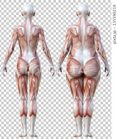 Muscle Anatomy Diagram: Comparison Illustration Set of Fat Female Anatomy Model and Thin Female Anatomy Specimen, Full Body Back View 135590219