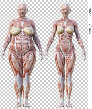 筋肉解剖図 太った女性の人体模型と痩せた女性の人体標本の比較イラストセット 全身正面 135590220