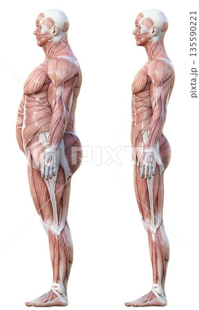 筋肉解剖図 太った男性の人体模型と痩せた男性の人体標本の比較イラストセット 全身横向き 135590221