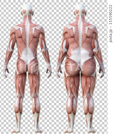 肌肉解剖圖：肥胖男性解剖模型與瘦弱男性解剖標本比較圖，全身背視圖 135590222