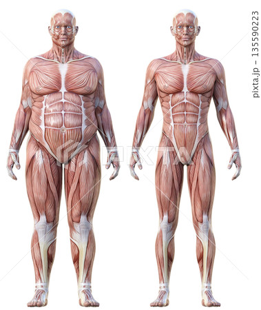 筋肉解剖図 太った男性の人体模型と痩せた男性の人体標本の比較イラストセット 全身正面 135590223