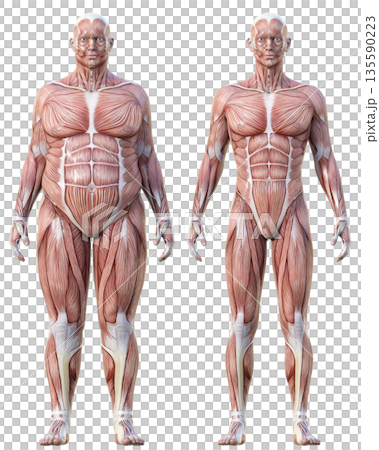 肌肉解剖圖：肥胖男性解剖模型與瘦弱男性解剖標本比較圖，全身正面圖 135590223