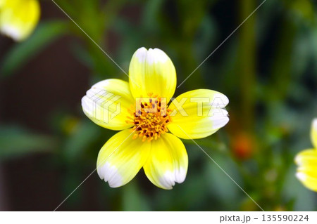 可憐な黄色いスノーコスモスの花 可憐な黄色いスノーコスモスの花 135590224