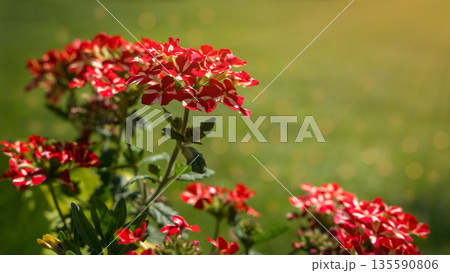 Red and white blooming verbena flowers under warm sunlight in a summer garden 135590806