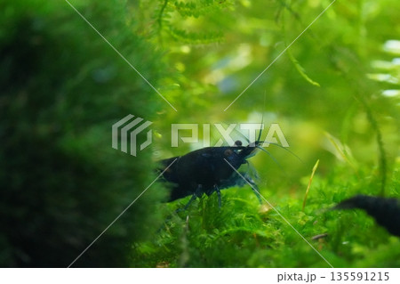 blue diamond shrimp bring deep color to peaceful aquariums blue diamond shrimp bring deep color to peaceful aquariums 135591215